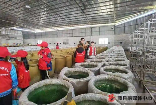 藤縣萃香食品廠(chǎng) 畜牧漁業(yè)飼料的創(chuàng)新與責(zé)任