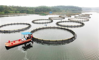 澄邁勇占智高點(diǎn)，揚(yáng)帆正當(dāng)時(shí) 畜牧漁業(yè)飼料銷(xiāo)售新篇章