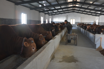 規?；B殖驅動下的畜牧業新篇章與飼料銷售新機遇——以潛山為例