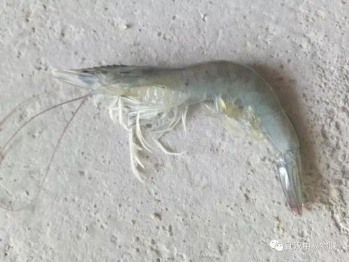 科技賦能現(xiàn)代漁業(yè) 南美白對(duì)蝦纖毛蟲(chóng)病的綜合防控與高效飼料銷售策略