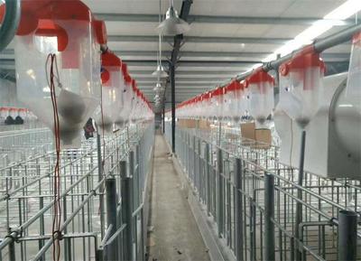 六盤水豬場(chǎng)全自動(dòng)供料塞片料線 現(xiàn)代畜牧漁業(yè)的高效飼料解決方案